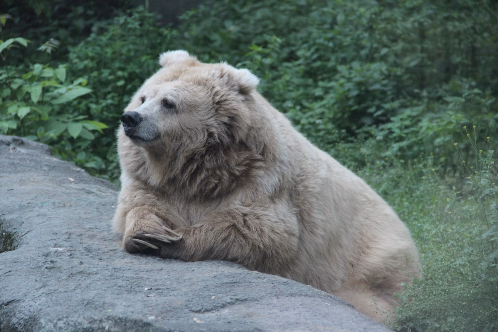 Finding Restoration in The Long Week – the Heavy Bear
